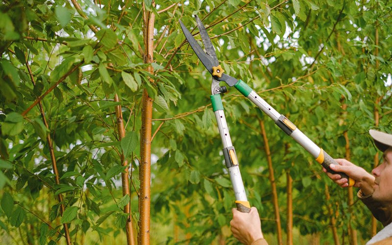 Tree trimming in Raymond, WA